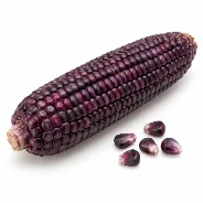 紫玉米穗与玉米粒