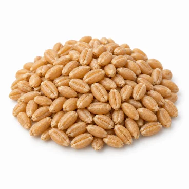 A pile of oat grains (source of oat protein)